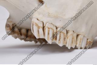 animal skull teeth 0030